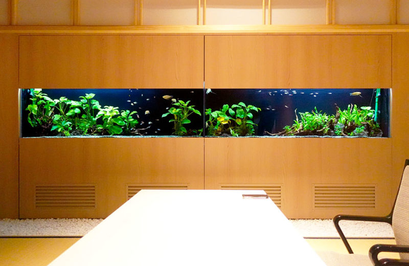 日本料理 魚月様の150cm埋め込み水槽の現在！その2 水槽画像２