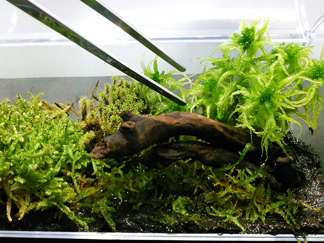 イモリウム 苔 植物無し - 植物/観葉植物