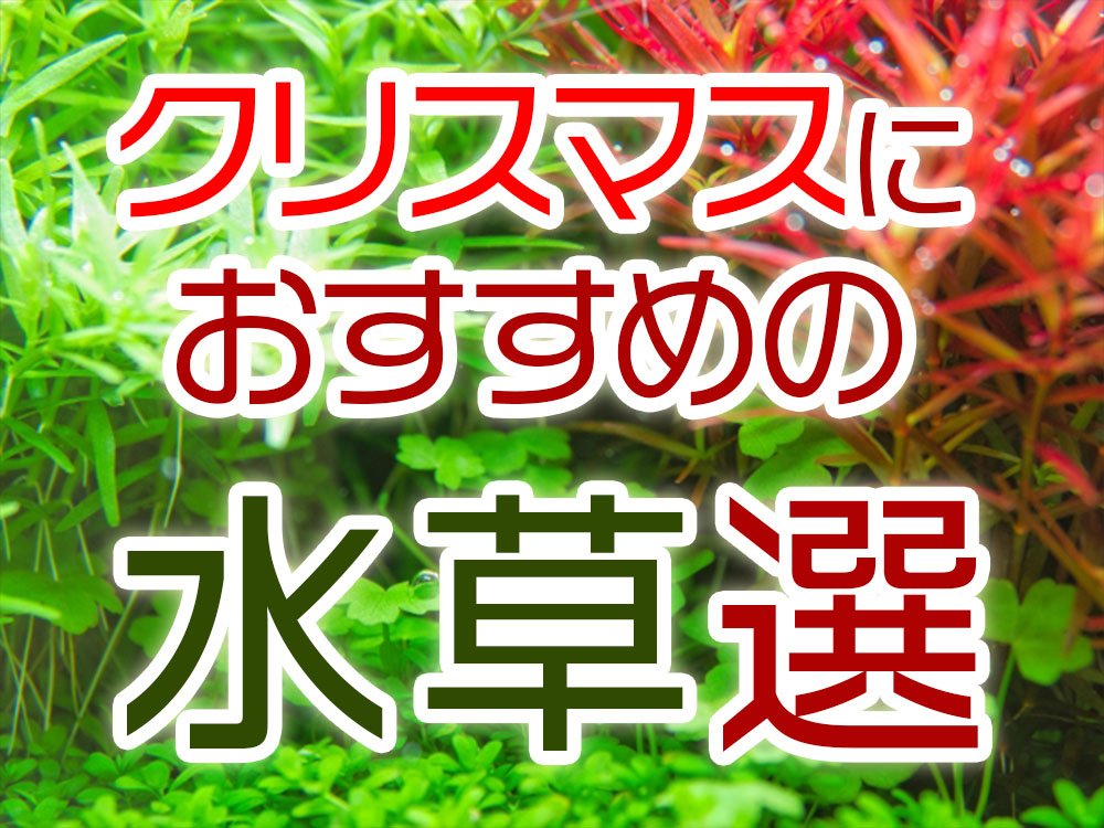 クリスマスにおすすめの水草10選！赤い・白い・温かみのある種類を厳選のサムネイル画像