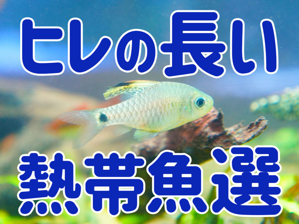 ヒレの長い熱帯魚10選！優雅なロングフィン種でアクアリウムを彩ろう！のサムネイル画像
