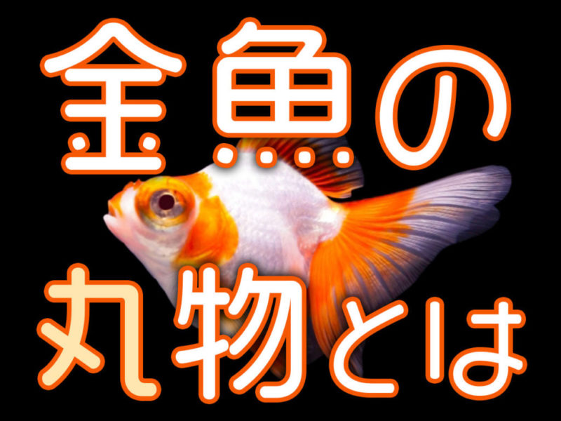 金魚の丸物とは？丸い金魚の特徴からおすすめ品種までご紹介します