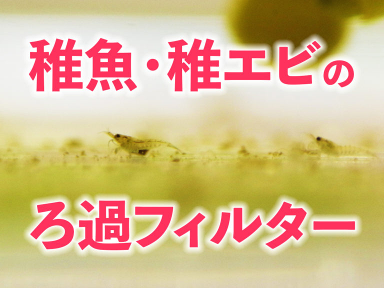 稚魚・稚エビにおすすめのフィルター5選！吸い込まずに育成できる条件！のサムネイル画像