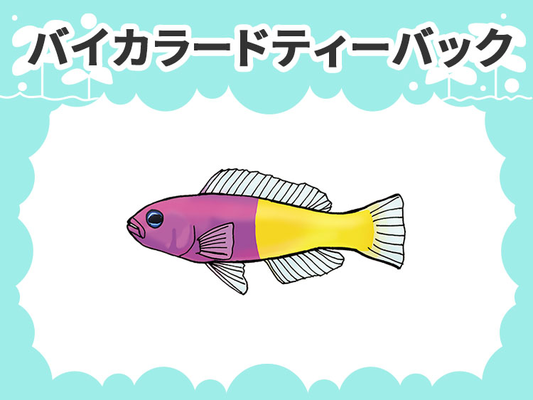 お魚図鑑 バイカラードティーバック メインイメージ