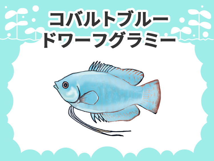 お魚図鑑 コバルトブルードワーフグラミー メインイメージ