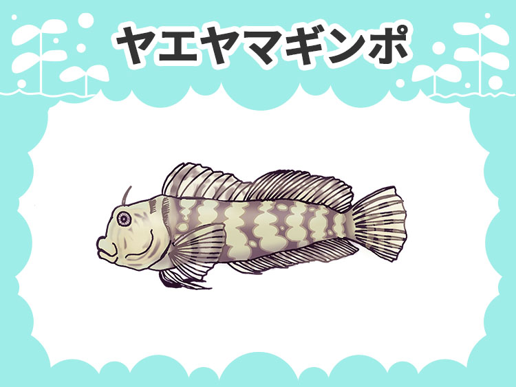 お魚図鑑 ヤエヤマギンポ メインイメージ