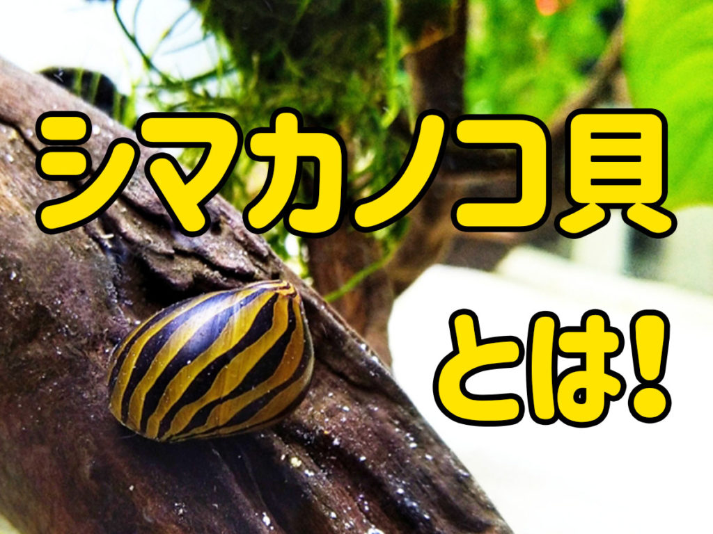 シマカノコ貝とは！特徴やコケ取り能力、数の目安、混泳について解説のサムネイル画像