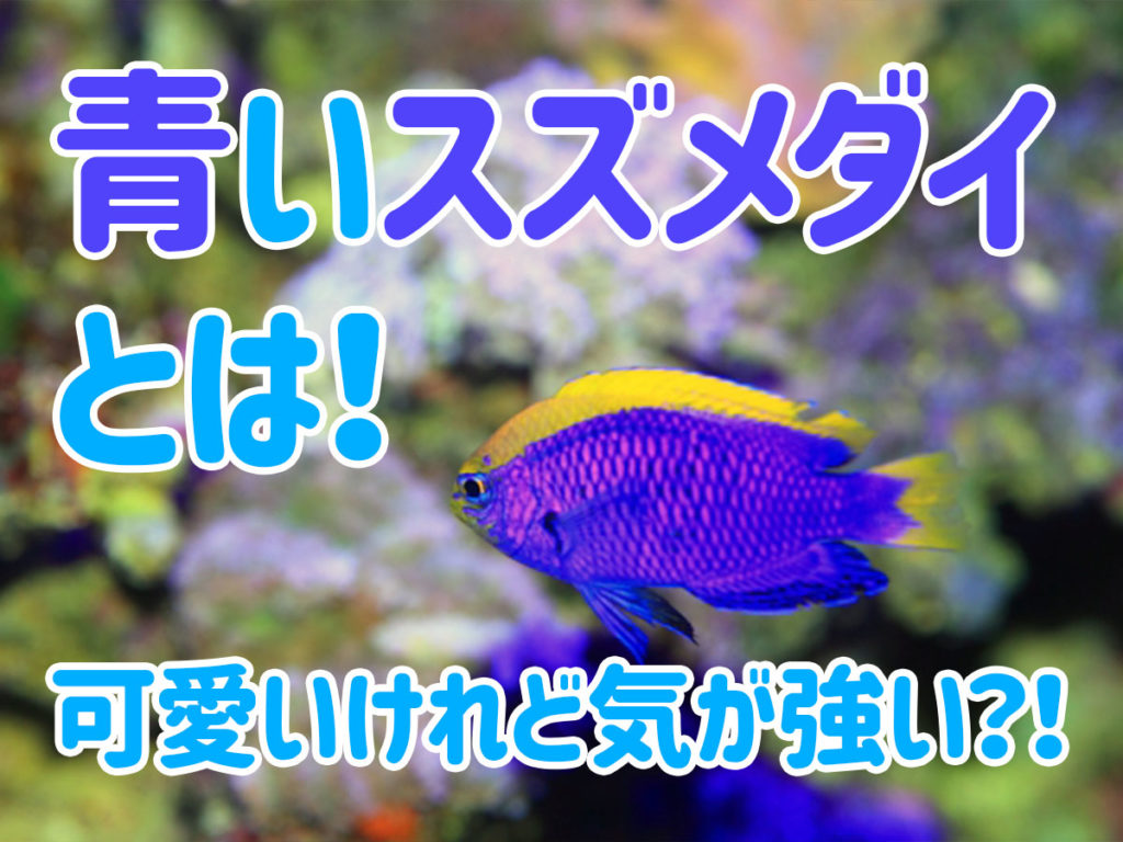 青いスズメダイ特集！可愛いけれど気が強い！混泳しやすい魚種も紹介のサムネイル画像