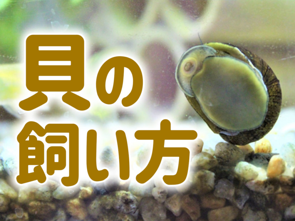 貝の飼い方とは！水槽で飼育できる貝と難しい貝、飼育のメリットのサムネイル画像