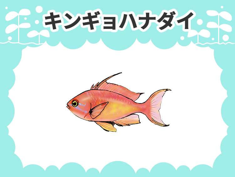 お魚図鑑 キンギョハナダイ メインイメージ