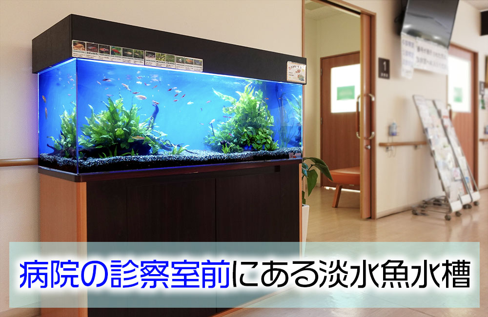 病院様の診察室前にある120cm淡水魚水槽メンテナンス事例・その後のサムネイル画像