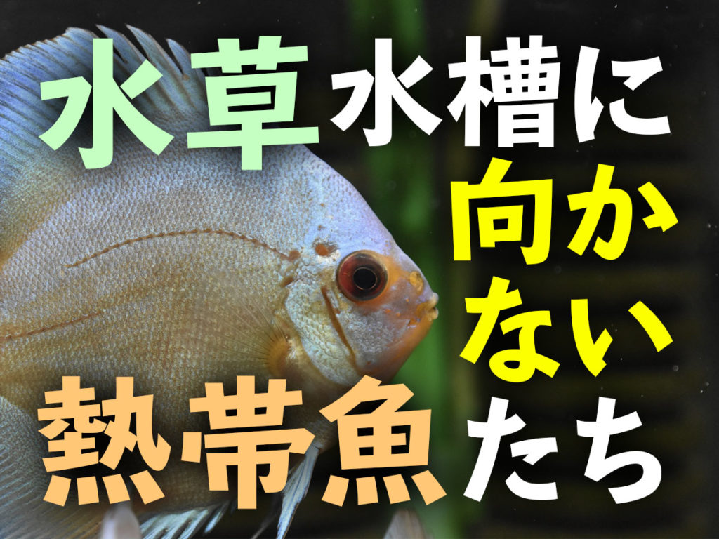 導入に注意！水草水槽に向かない熱帯魚7種！水草と相性の悪い魚種とは？のサムネイル画像