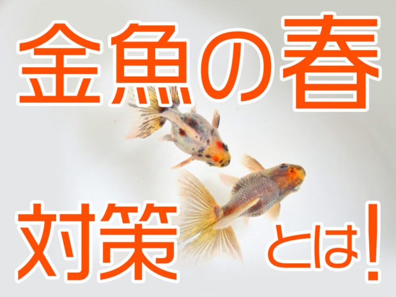 金魚の春対策5個！水温が不安定な季節を乗り越えるための対策を解説