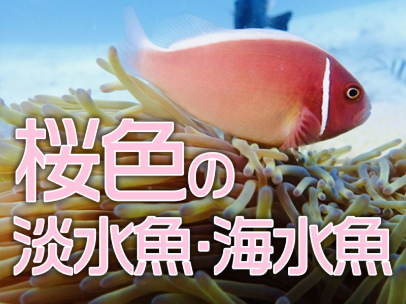 桜色の魚10選！熱帯魚・観賞魚で桜色が美しくおすすめの種類を紹介