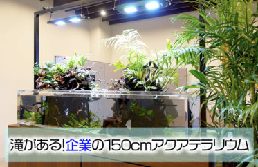 企業の150cm大型アクアテラリウム水槽のその後！新しい植物を導入しました