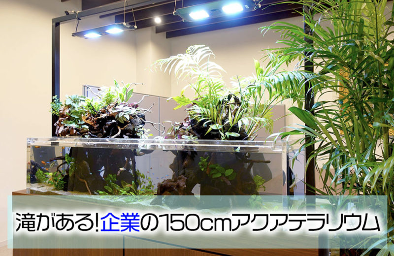 企業の150cm大型アクアテラリウム水槽のその後！新しい植物を導入しました 水槽画像１