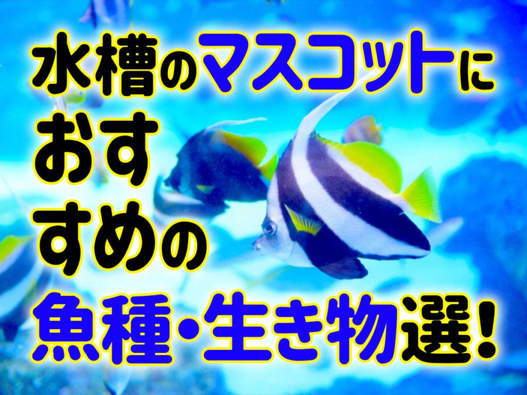水槽のマスコットにおすすめの魚種・生き物10選！かわいい熱帯魚のサムネイル画像