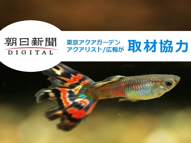 朝日新聞デジタルに取材協力！観賞魚を川へ放流する危険性について解説のサムネイル画像