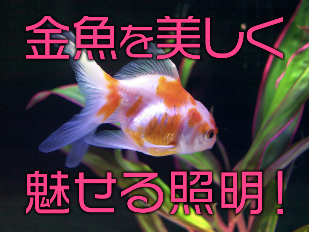 金魚が綺麗に見えるLED5選！照明効果と運用のポイントを解説します！のサムネイル