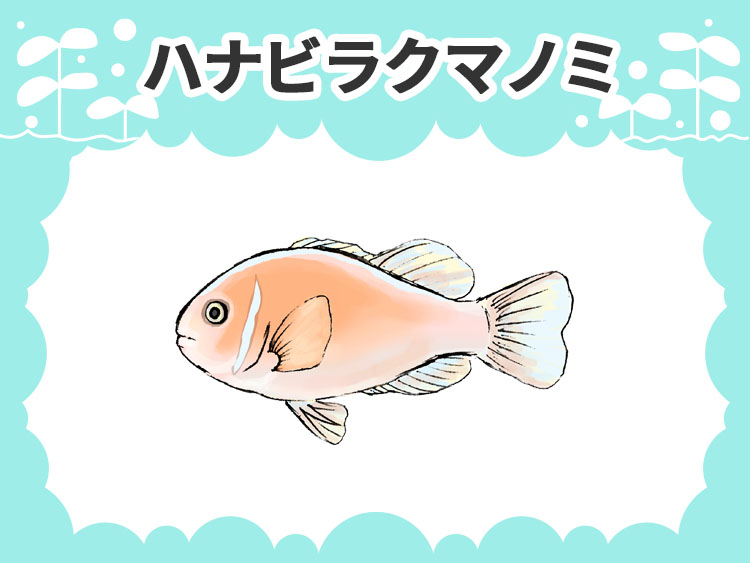 お魚図鑑 ハナビラクマノミ メインイメージ