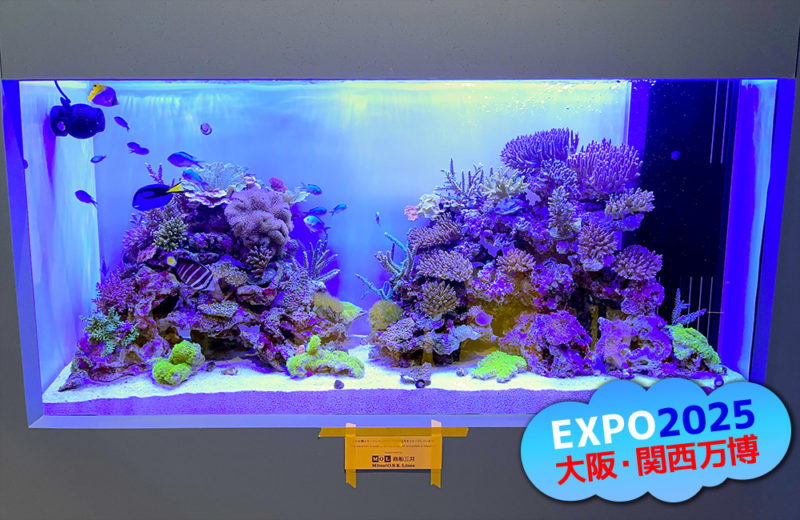 大阪・関西万博「モーリシャスパビリオン」様の大型サンゴ水槽・開催直前の様子 水槽画像４