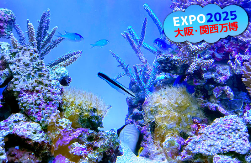 大阪・関西万博「モーリシャスパビリオン」様の大型サンゴ水槽・開催直前の様子 水槽画像３