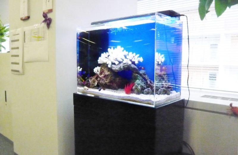 企業様　オフィス内に設置　60cm海水魚水槽レンタル事例 水槽画像１