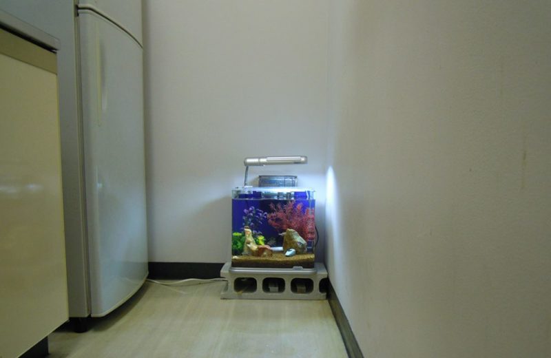 ニューロング精密工業様に、30cm淡水水槽を設置しました 水槽画像２