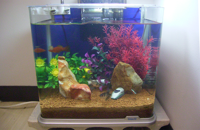 ニューロング精密工業様に、30cm淡水水槽を設置しました 水槽画像３