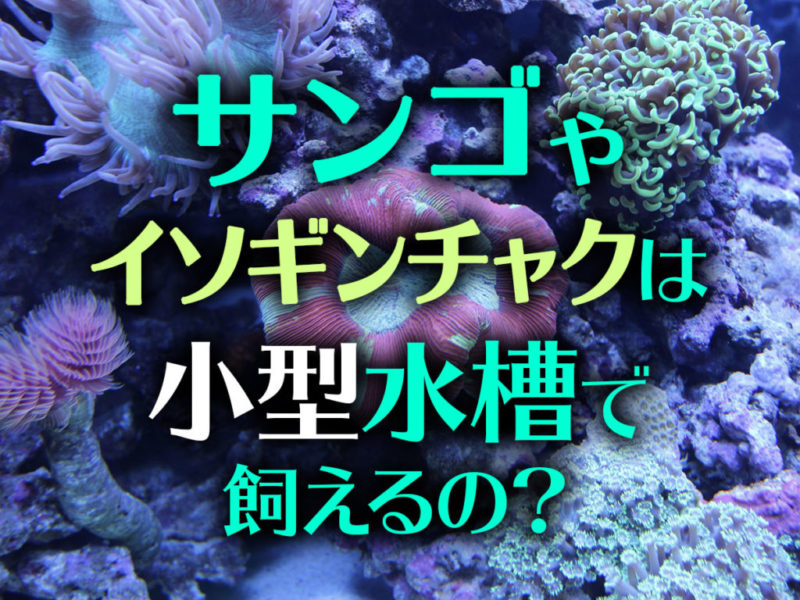 小型水槽でサンゴ・イソギンチャク飼育は可能か！おすすめ種類と飼育のコツサムネイル