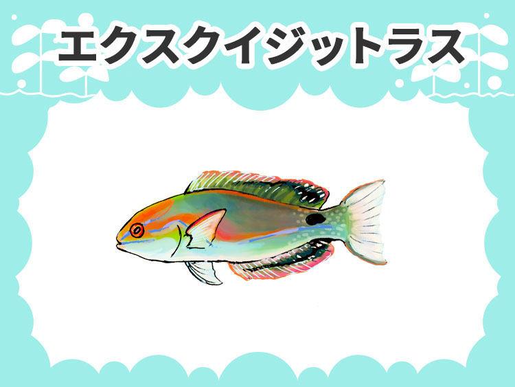 エクスクイジットラス（ニシキイトヒキベラ）のお魚図鑑