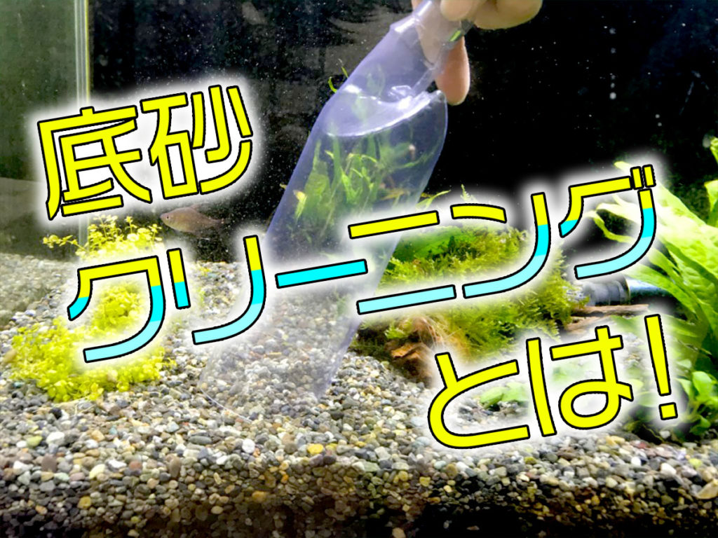 熱帯魚水槽の底砂掃除・クリーニングは必要か？その方法を徹底解説のサムネイル画像
