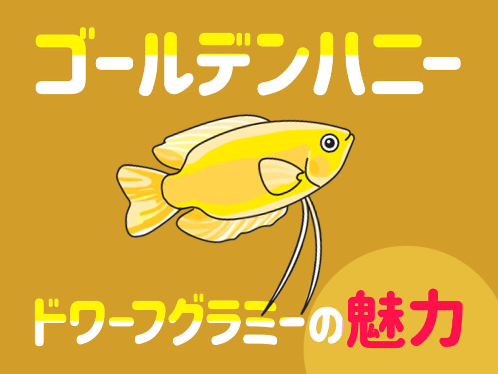 ゴールデンハニードワーフグラミーの魅力を解説！かわいい淡水の熱帯魚のサムネイル画像