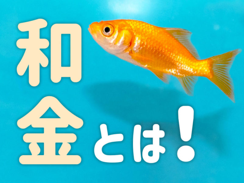 和金とは！金魚の基本種の特徴から品種、飼育のポイントまで解説します