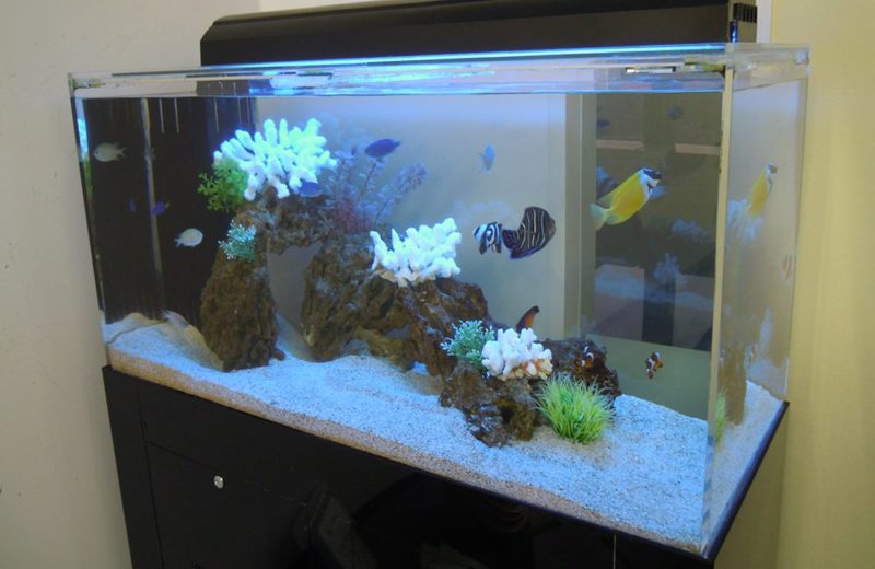 渋谷区オフィス様　90cm海水魚水槽レンタル事例　その後の様子 水槽画像１