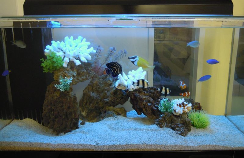 渋谷区オフィス様　90cm海水魚水槽レンタル事例　その後の様子 水槽画像２