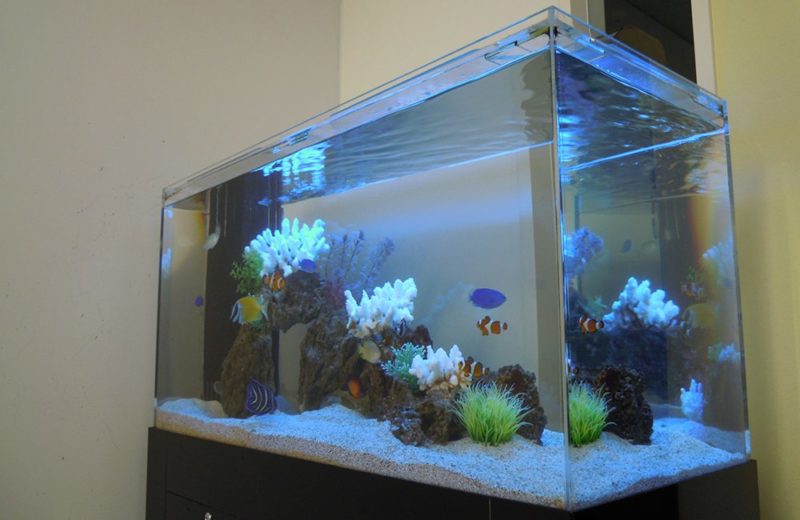 渋谷区オフィス様　90cm海水魚水槽レンタル事例　その後の様子 水槽画像３