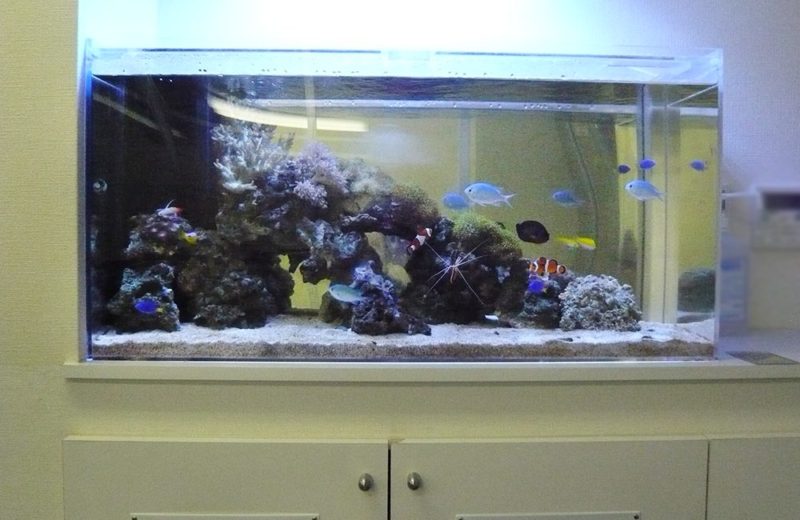 横浜市企業様　90cm海水魚水槽レンタル事例　その後の様子 水槽画像１