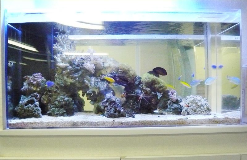 横浜市企業様　90cm海水魚水槽レンタル事例　その後の様子 水槽画像２