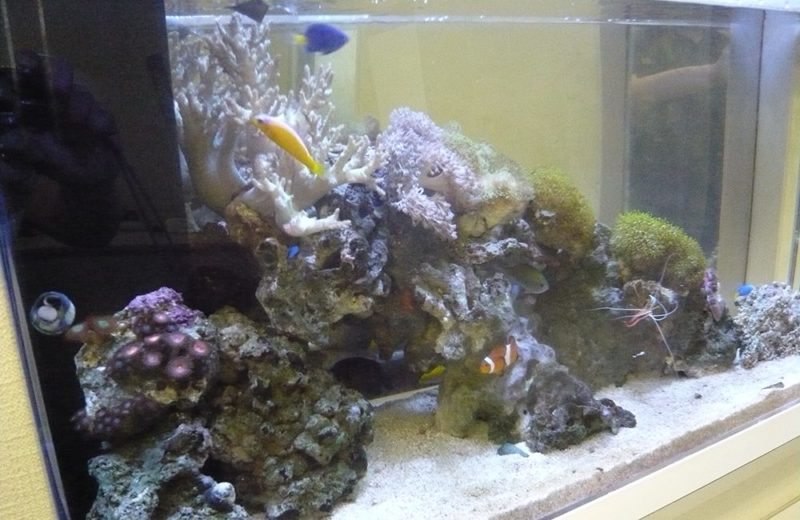 横浜市企業様　90cm海水魚水槽レンタル事例　その後の様子 水槽画像３