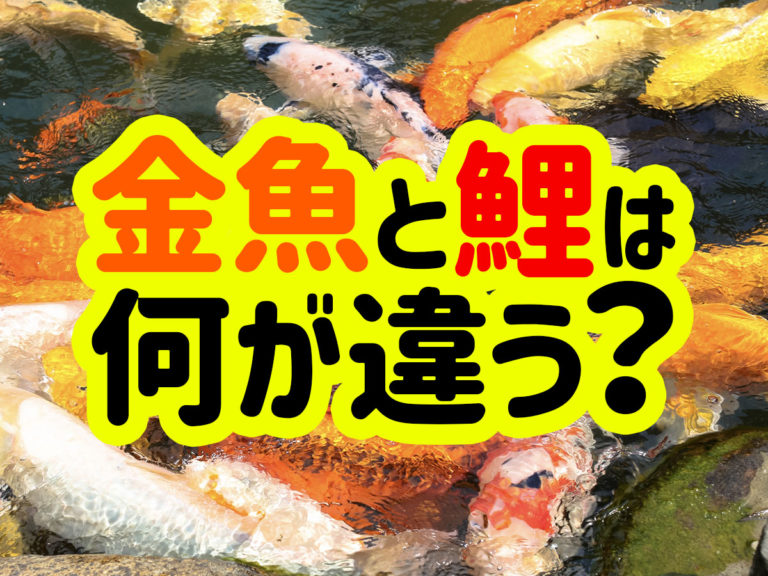 金魚と鯉は何が違うの？生態・飼い方の違いから混泳まで解説しますのサムネイル画像