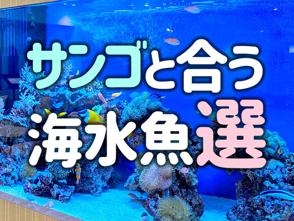 サンゴと合う海水魚11選！サンゴと相性が良く、食べない魚種たちのサムネイル画像