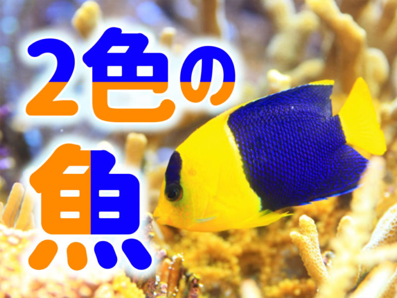 2色の魚10選！ツートンカラーが美しく水槽で映える熱帯魚や観賞魚