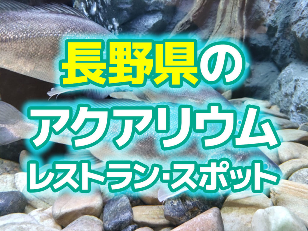 長野県のアクアリウムレストラン・スポット！淡水魚が楽しめる施設のサムネイル画像