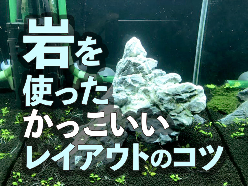 石を使ったかっこいい熱帯魚水槽のレイアウト術を写真付きで解説！のサムネイル画像