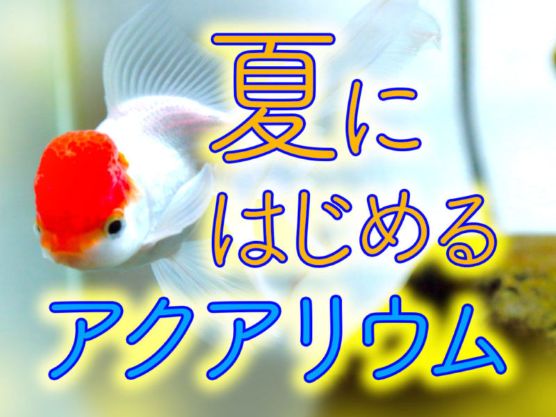 夏にアクアリウムを始めるには！メダカ・金魚・熱帯魚を夏休みに飼い始めようサムネイル