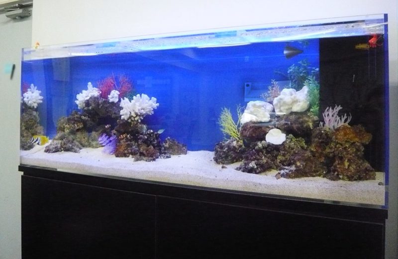 企業様　オフィス内に設置　150cm海水魚水槽レンタル事例 水槽画像01