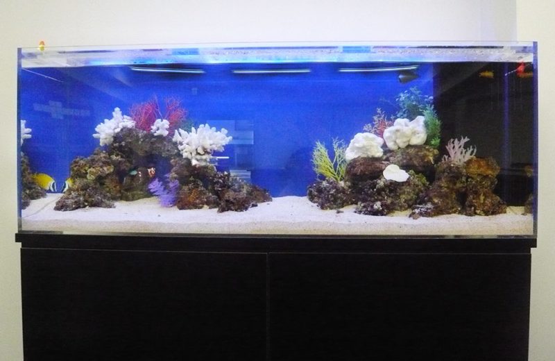 企業様　オフィス内に設置　150cm海水魚水槽レンタル事例 水槽画像２