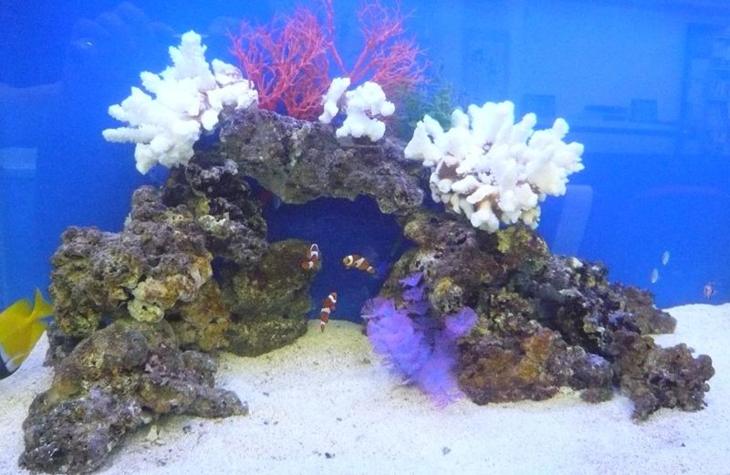 企業様　オフィス内に設置　150cm海水魚水槽レンタル事例 水槽画像３