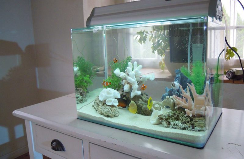 写真スタジオに設置　45cm海水魚水槽　短期水槽レンタル事例 水槽画像２