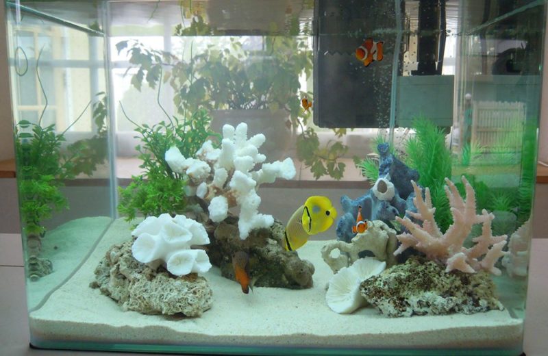 写真スタジオに設置　45cm海水魚水槽　短期水槽レンタル事例 水槽画像３